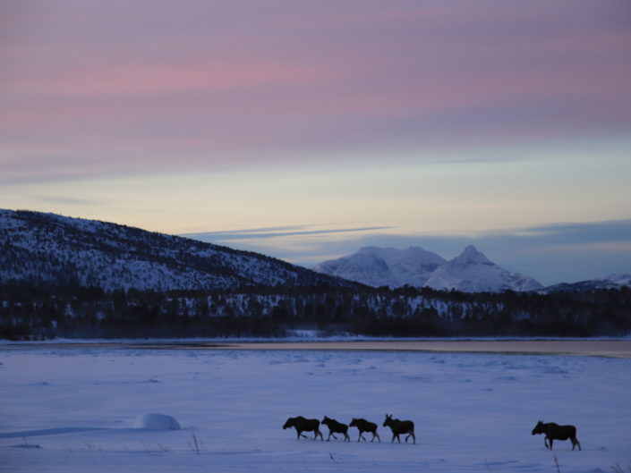 paysages hiver elan troupeau norvège