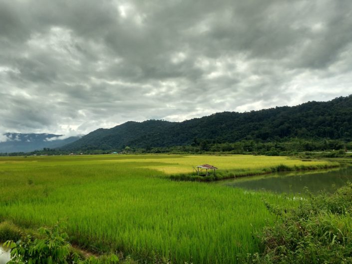 asie sud-est laos riziere